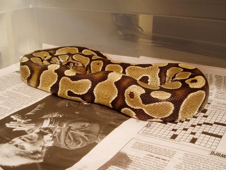 ballpython3