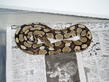 ballpython4