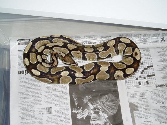 ballpython4