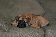 tyson1
