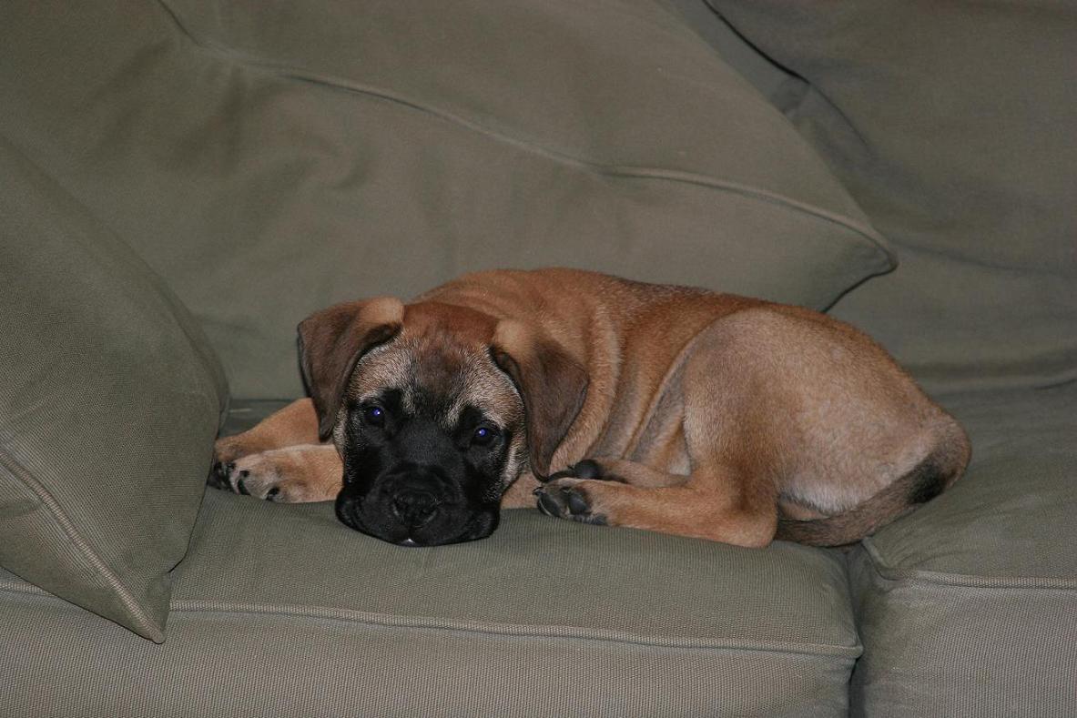 tyson1