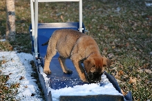 tyson1
