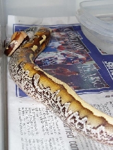 marbleborneo1