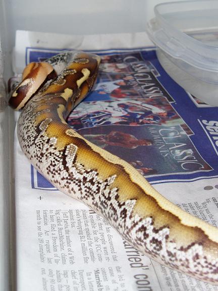 marbleborneo1
