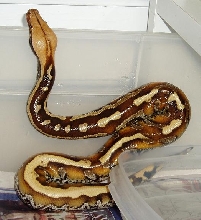 marbleborneo2