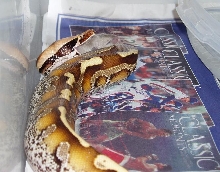 marbleborneo1