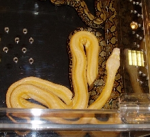 NARBC01