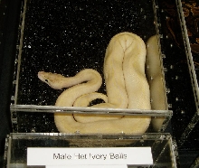 NARBC10