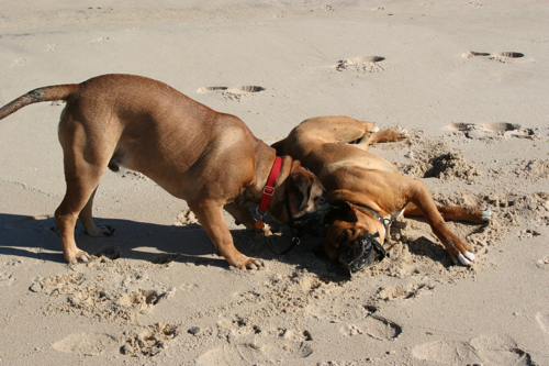 Tyson&Bruno3
