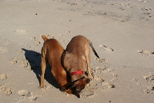 Tyson&Bruno4