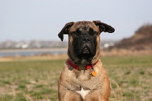 Tyson_Zen