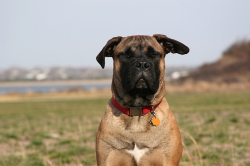 Tyson_Zen