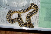 anaconda3