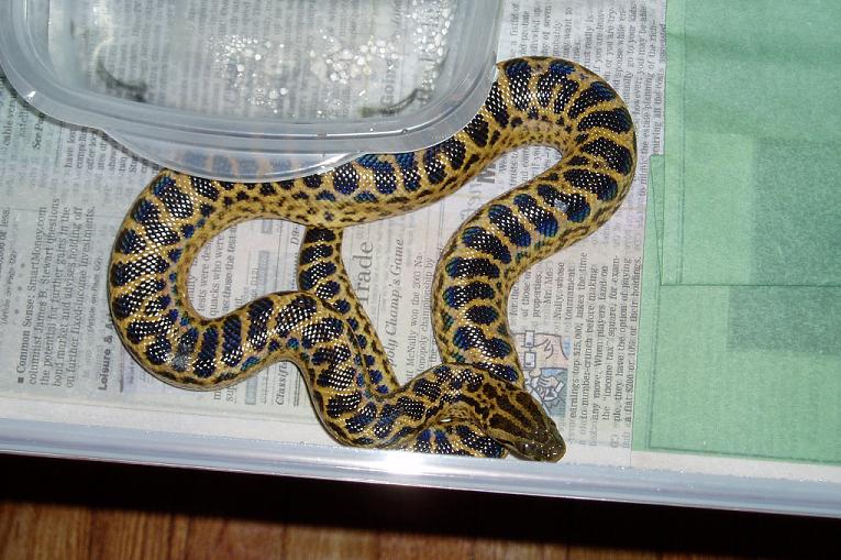 anaconda3