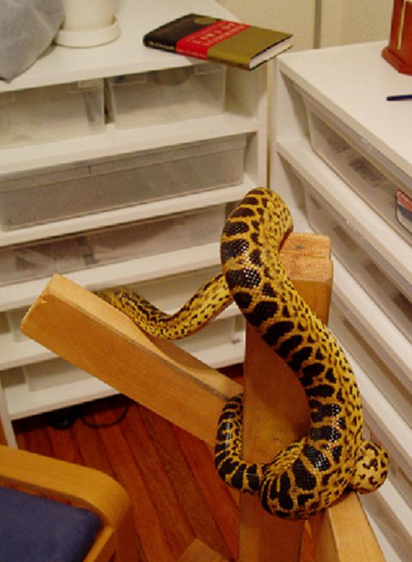 anaconda2
