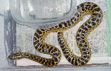 anaconda1