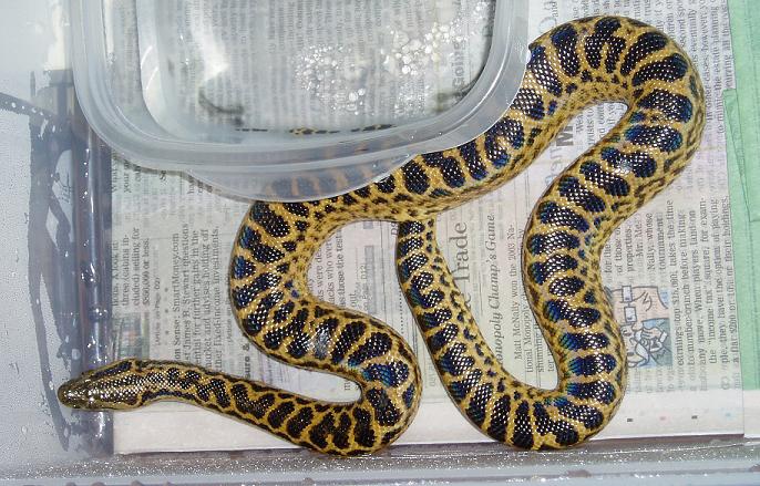 anaconda1