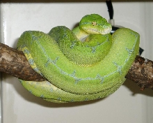 gtp1