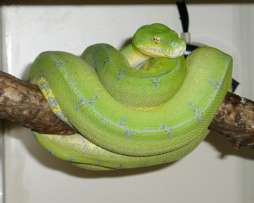 gtp1