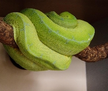 gtp2