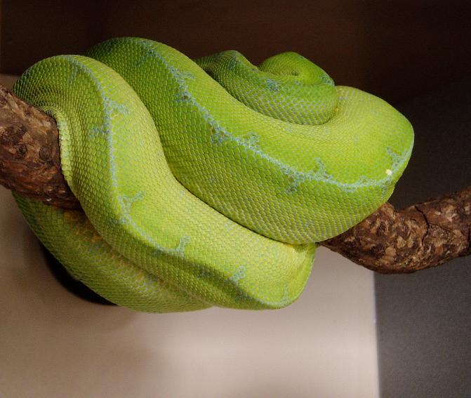 gtp2