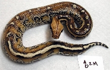 male borneo 1