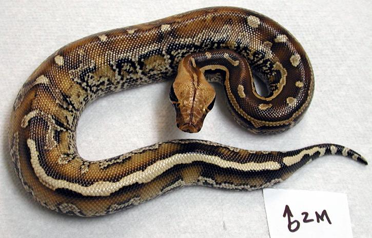 male borneo 1