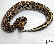 male borneo 2