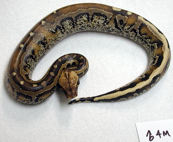 male borneo 2