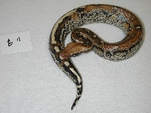 male borneo 3