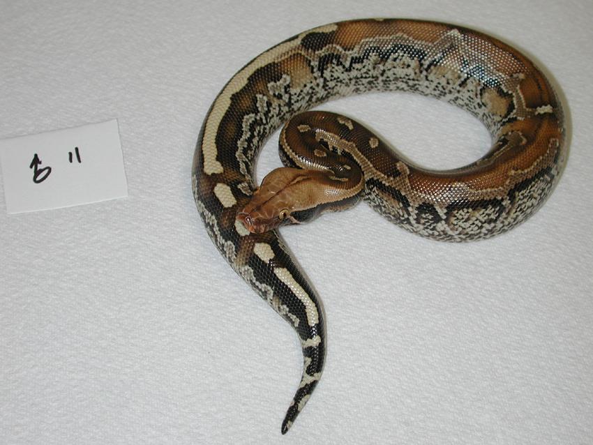 male borneo 3