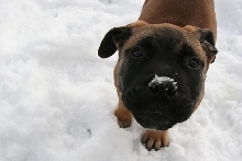 snow