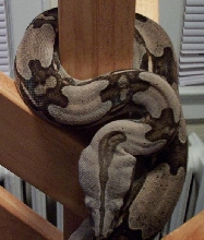Female Guyana
