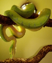 chondropic1