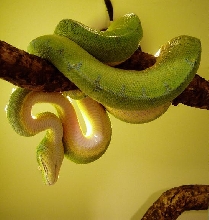 chondropic2