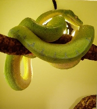 chondropic3