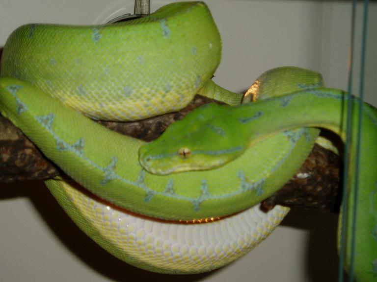 chondropic4