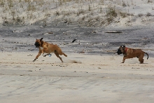 Tyson&Bruno