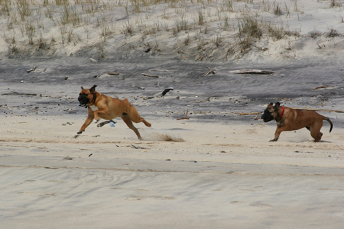 Tyson&Bruno