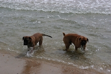 Tyson&Bruno2