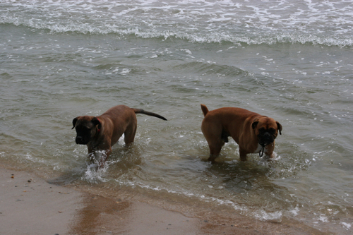 Tyson&Bruno2