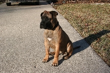 tyson c