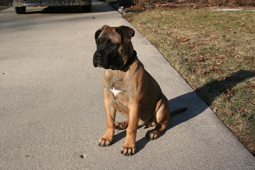 tyson c