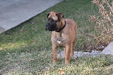tyson d