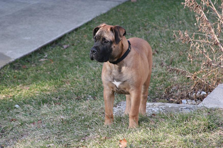 tyson d