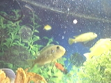 Cichlids