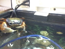 Colin my crab