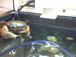 Colin my crab