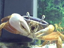 Rainbow Crab