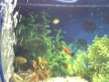 My Tank